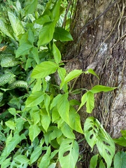 Syngonium podophyllum