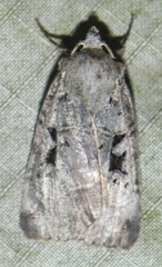 Xestia normanianus