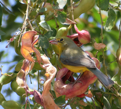 Passerina leclancherii