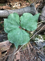 Trillium ovatum