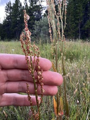 Rumex acetosella