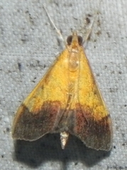 Pyrausta bicoloralis