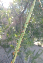 Leptoglossus oppositus