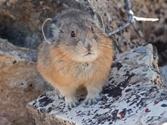 Ochotona princeps
