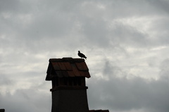 Columba livia domestica