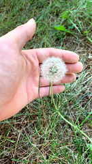 Taraxacum erythrospermum