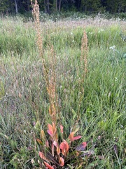 Rumex acetosella