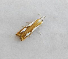 Catoptria pinella