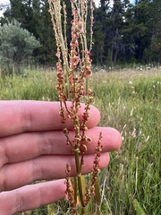 Rumex acetosella