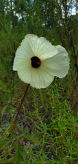 Hibiscus aculeatus