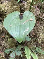 Maianthemum dilatatum