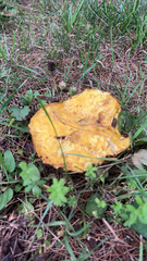 Suillus americanus