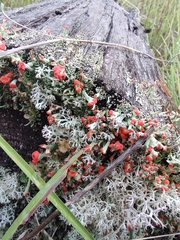 Cladonia cristatella