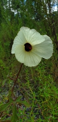 Hibiscus aculeatus