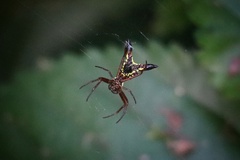 Micrathena sagittata