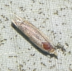Epiblema abruptana