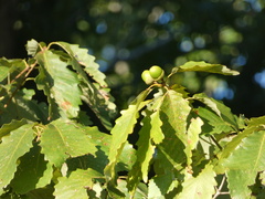 Quercus montana