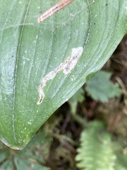 Parallelomma vittatum