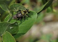 Laphria