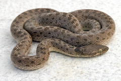 Hypsiglena chlorophaea