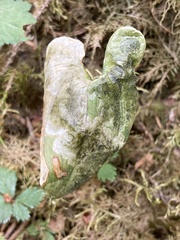 Parallelomma vittatum