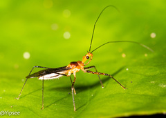 Reduviidae