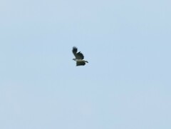 Geranoaetus albicaudatus