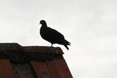 Columba livia domestica