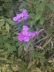 Phlox