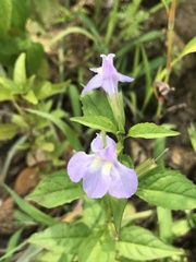 Mimulus alatus