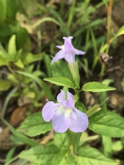 Mimulus alatus