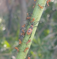 Leptoglossus oppositus