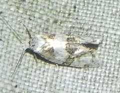 Aethes argentilimitana