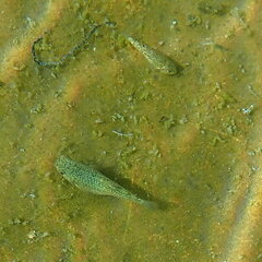 Cyprinodon elegans