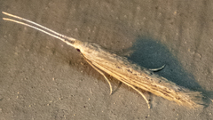 Coleophora