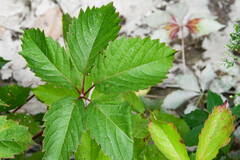Parthenocissus inserta
