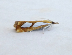 Catoptria pinella