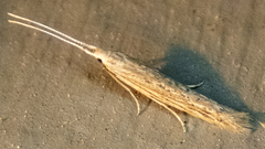 Coleophora