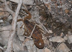 Centruroides vittatus