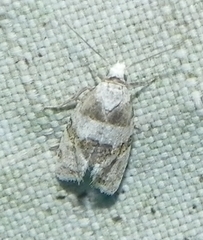 Aethes argentilimitana