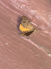 Mellilla xanthometata