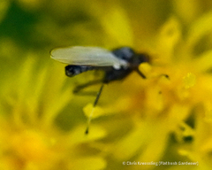 Iteaphila