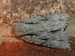 Acronicta lobeliae