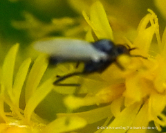 Iteaphila