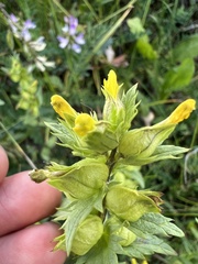 Rhinanthus minor