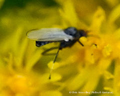 Iteaphila