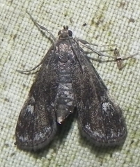 Elophila tinealis