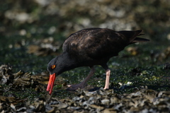 Haematopus bachmani