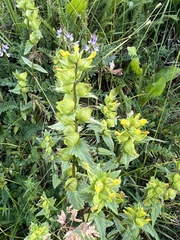 Rhinanthus minor