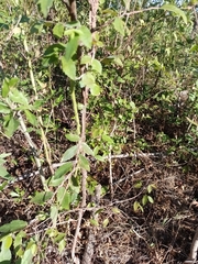 Ulmus alata